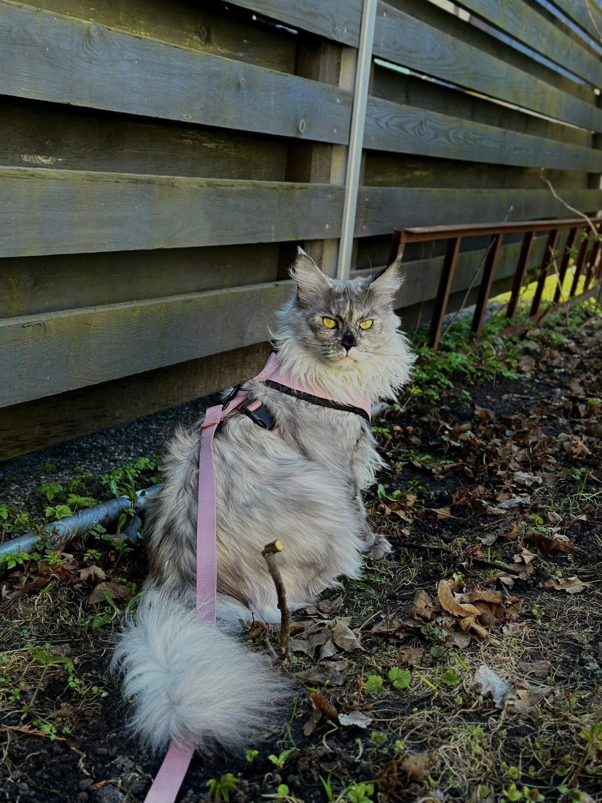 Kas kass peab saama joosta vabalt õues ringi?