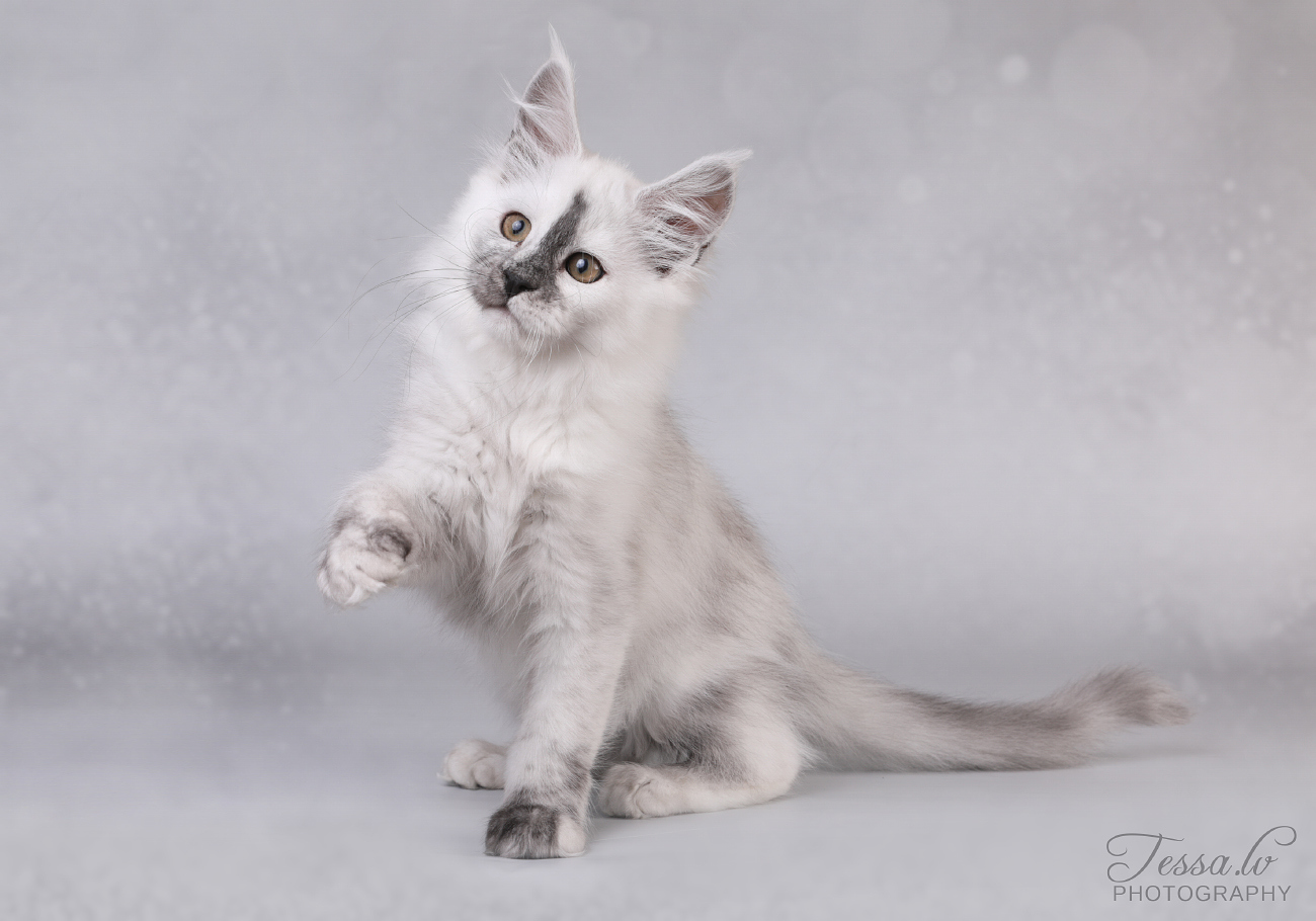 Maine Coon emane kass Gaelle - Maine Coon kasvataja Eestis