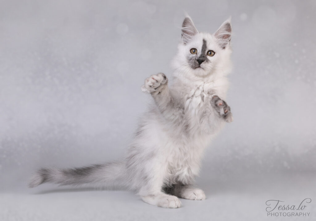 Maine Coon emane kass Gaelle - Maine Coon kasvataja Eestis