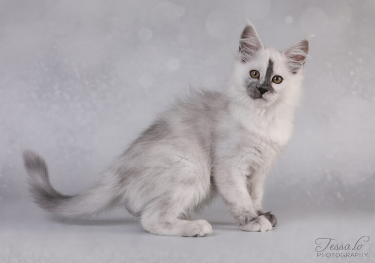 Maine Coon emane kass Gaelle - Maine Coon kasvataja Eestis