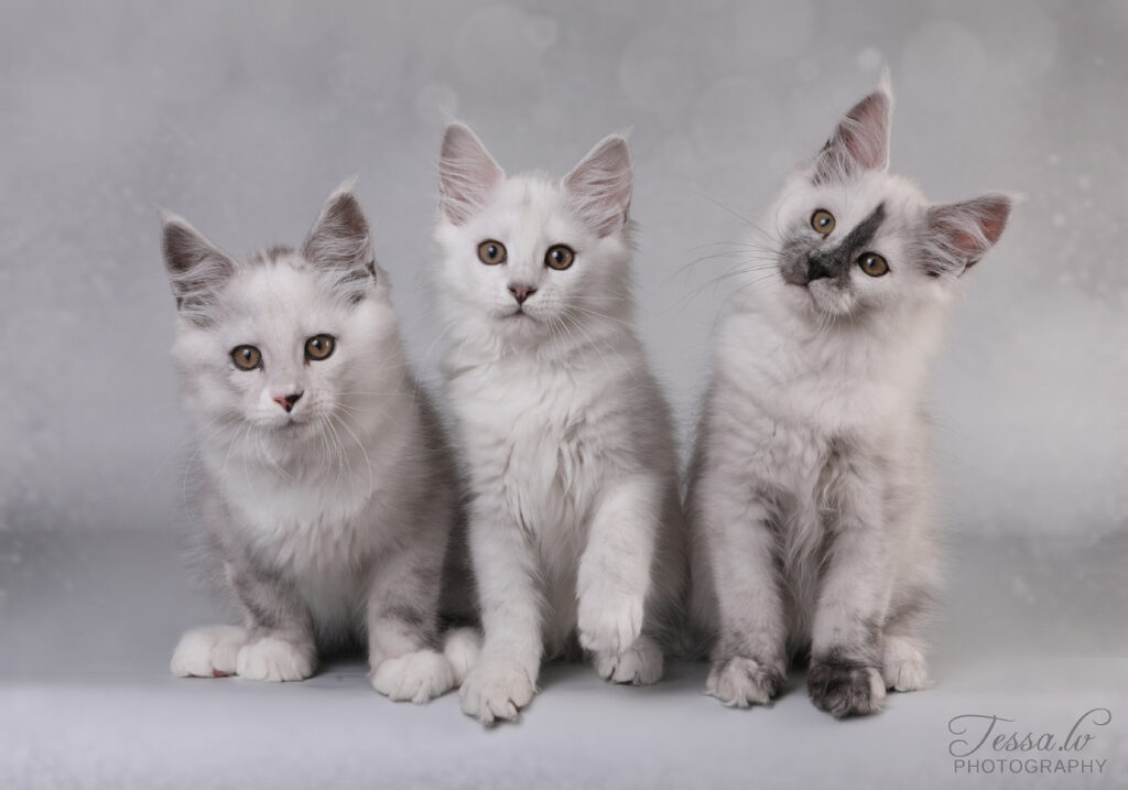 Maine Cooni kassipojad - Maine Coon kasvataja Eestis SilverNurrid