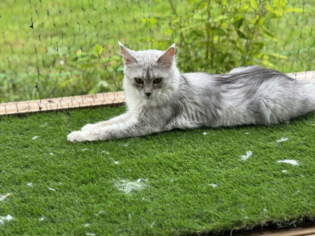 Maine Coon emane kass Kiara - Maine Coon kasvataja Eestis