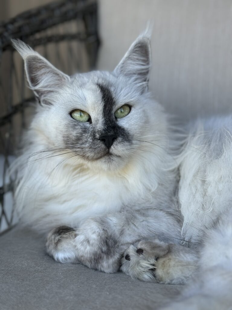 Maine Coon emane kass Gaelle - Maine Coon kasvataja Eestis