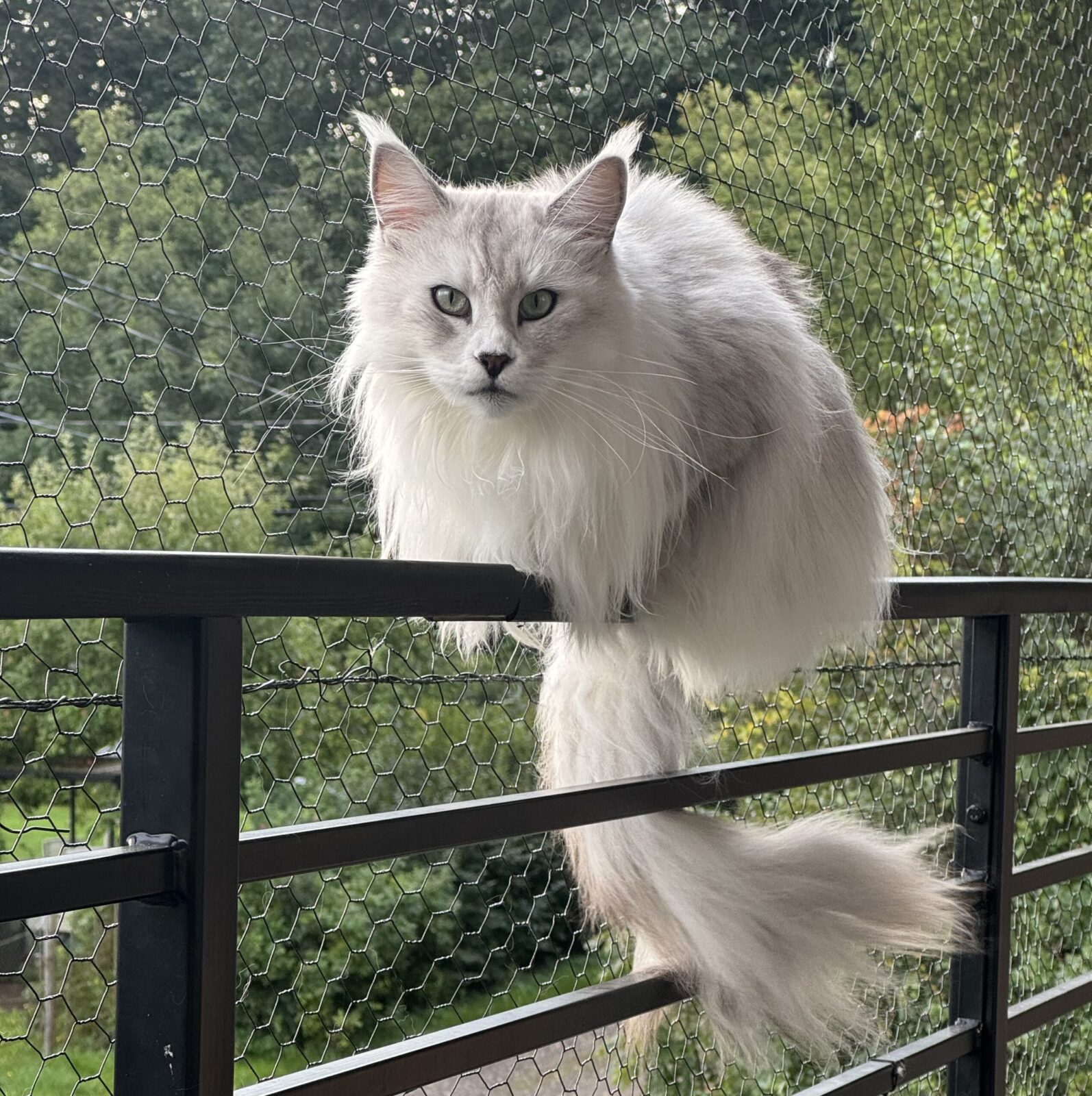 Maine Coon emane kass Calista - Maine Coon kasvataja Eestis