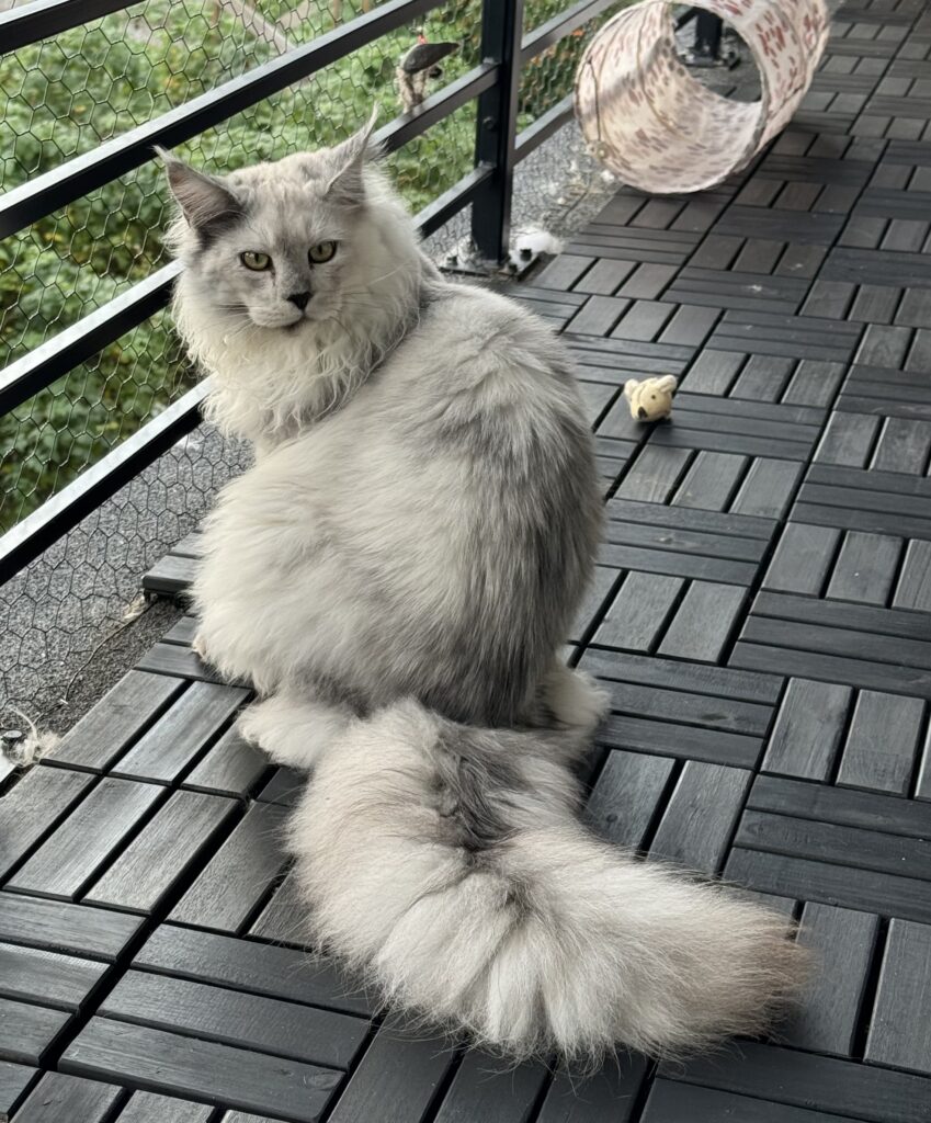 Maine Coon isane kass Marcel - Maine Coon kasvataja Eestis