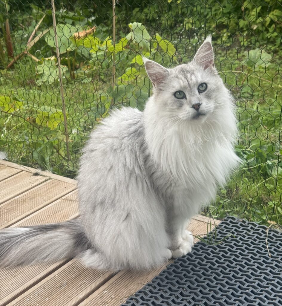 Maine Coon isane kass Ross - Maine Coon kasvataja Eestis