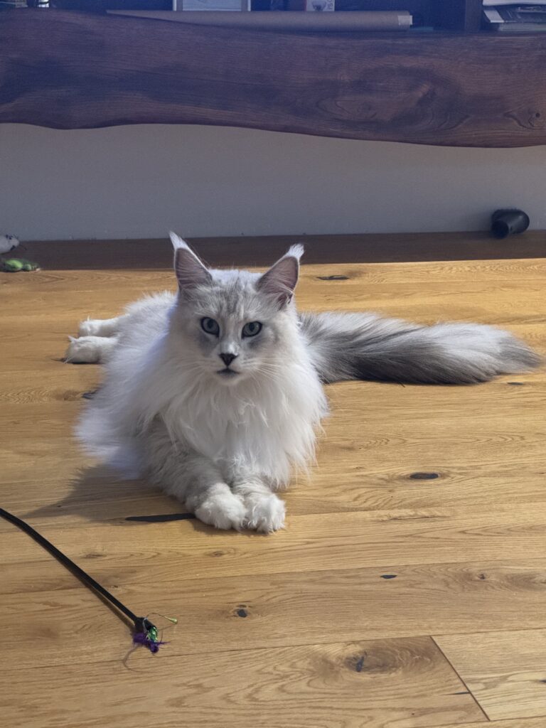 Maine Coon emane kass Calista - Maine Coon kasvataja Eestis