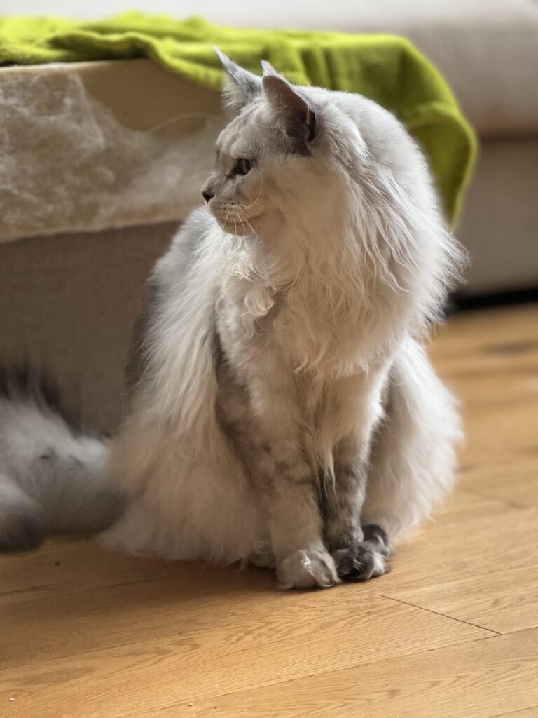 Maine Coon isane kass Marcel - Maine Coon kasvataja Eestis