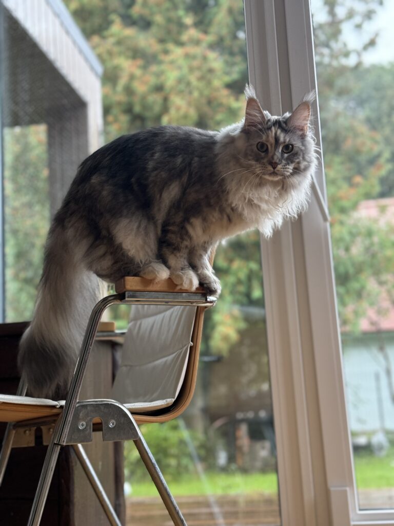 Maine Coon emane kass Olivia - Maine Coon kasvataja Eestis