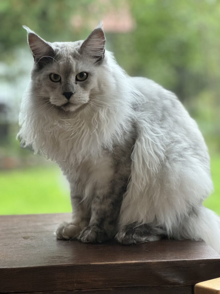 Maine Coon isane kass Marcel - Maine Coon kasvataja Eestis