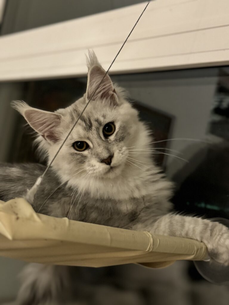 Maine Coon isane kass DK Lovin'You4EVer Fair Play - Maine Coon kasvataja Eestis