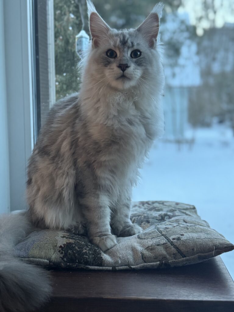 Maine Coon isane kass DK Lovin'You4EVer Fair Play - Maine Coon kasvataja Eestis