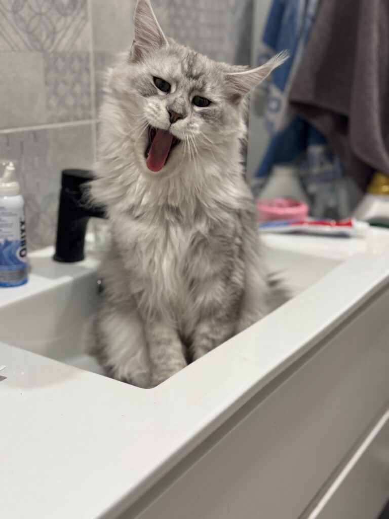 Maine Coon isane kass DK Lovin'You4EVer Fair Play - Maine Coon kasvataja Eestis