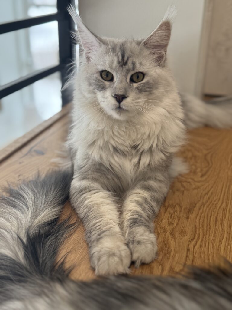 Maine Coon isane kass DK Lovin'You4EVer Fair Play - Maine Coon kasvataja Eestis