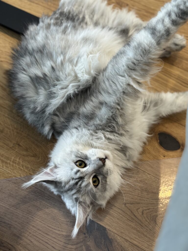 Maine Coon isane kass DK Lovin'You4EVer Fair Play - Maine Coon kasvataja Eestis