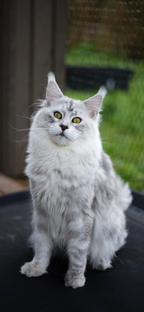 Maine Coon isane kass DK Lovin'You4EVer Fair Play - Maine Coon kasvataja Eestis