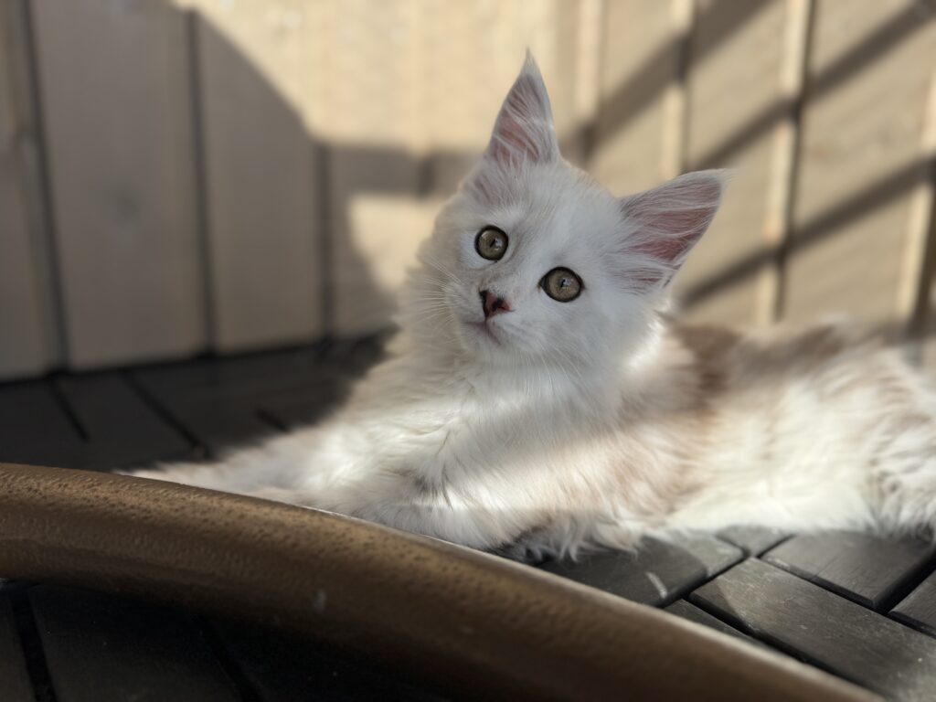 Maine Coon emane kass Ornella - Maine Coon kasvataja Eestis