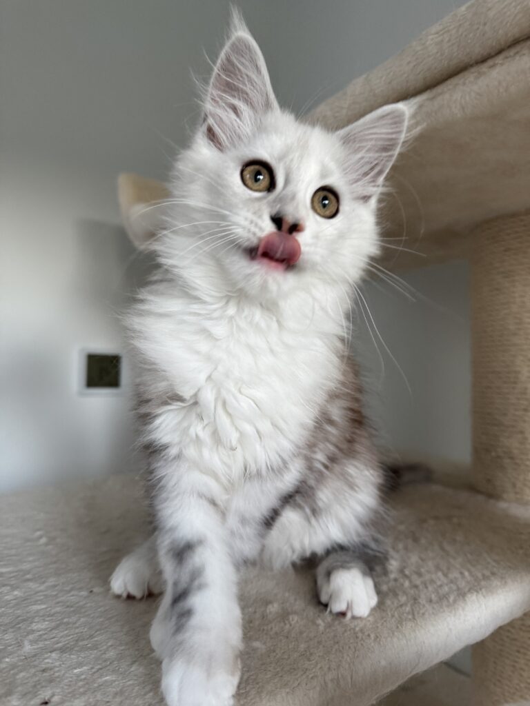 Maine Coon emane kass Ornella - Maine Coon kasvataja Eestis