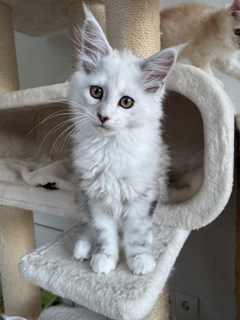 Maine Coon emane kass Ornella - Maine Coon kasvataja Eestis