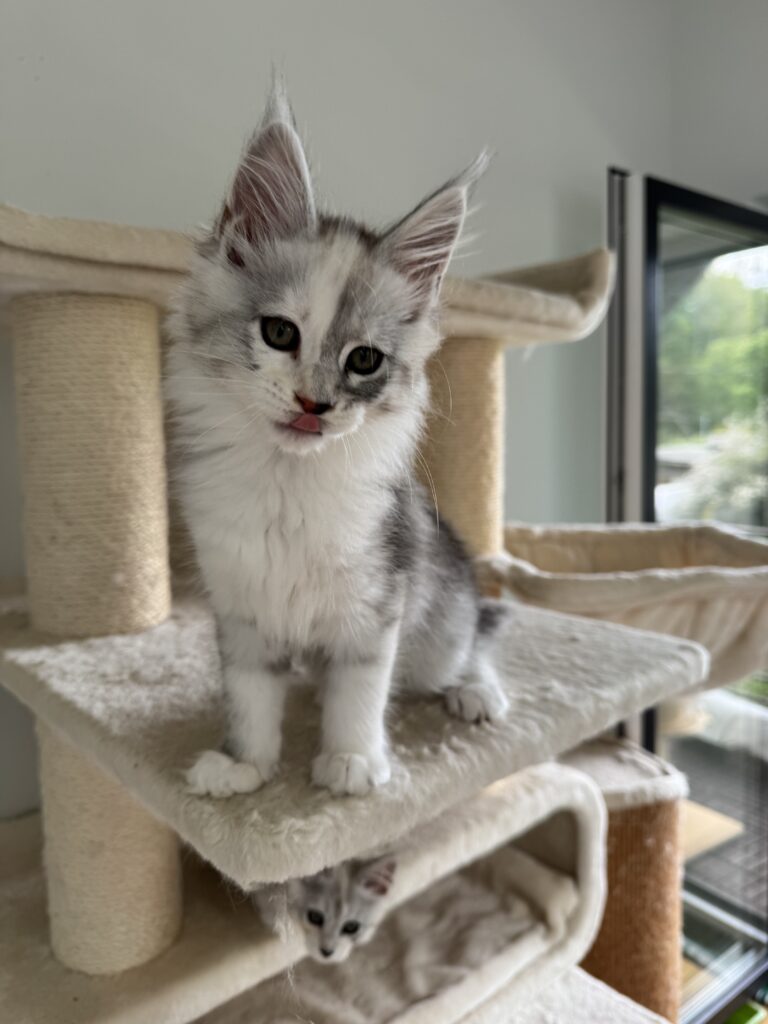 Maine Coon emane kass Pia - Maine Coon kasvataja Eestis