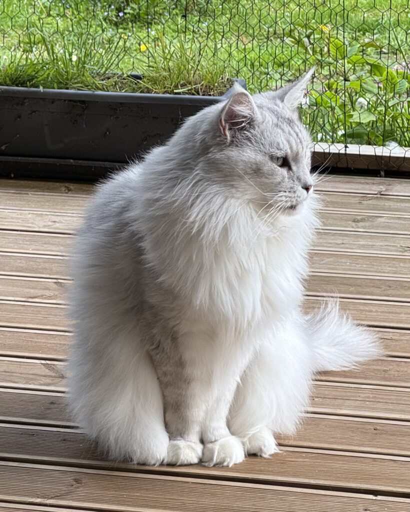 Maine Coon isane kass Ross - Maine Coon kasvataja Eestis