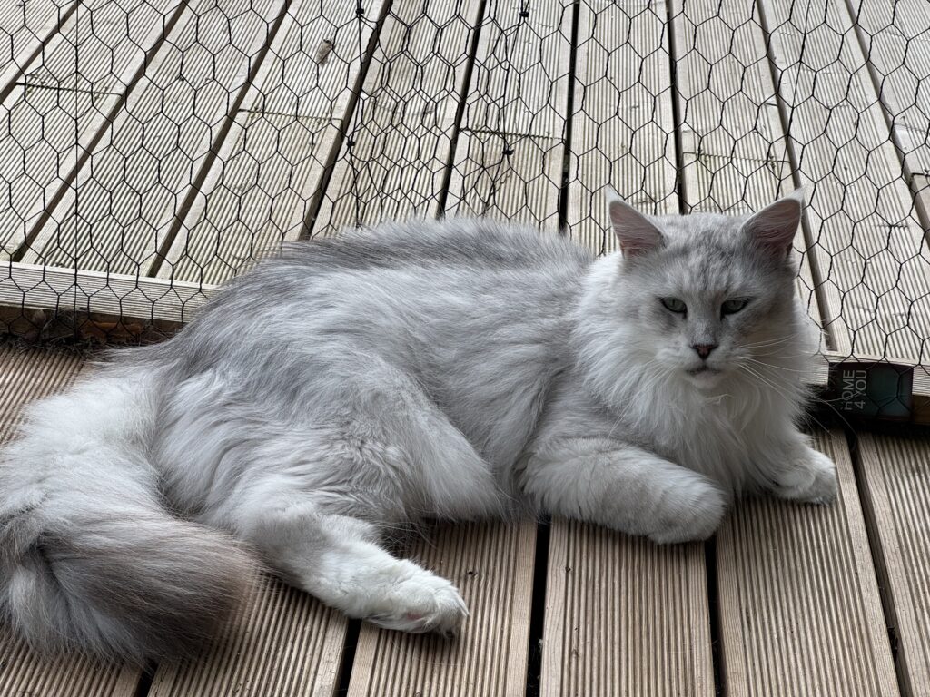 Maine Coon isane kass Ross - Maine Coon kasvataja Eestis