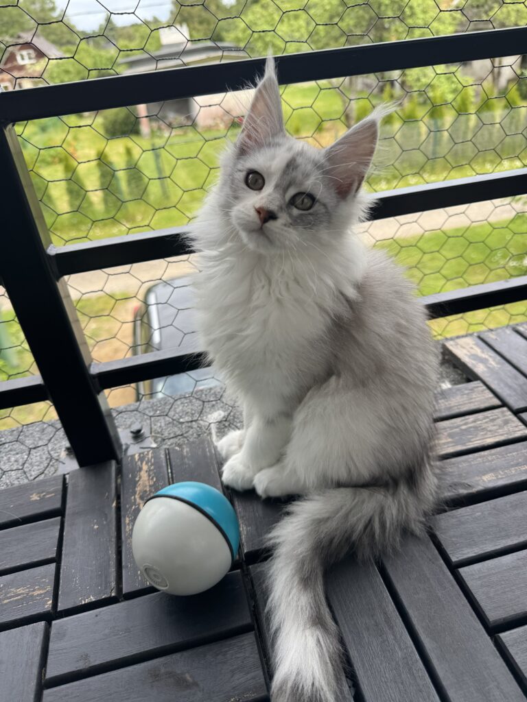 Maine Coon emane kass Pia - Maine Coon kasvataja Eestis