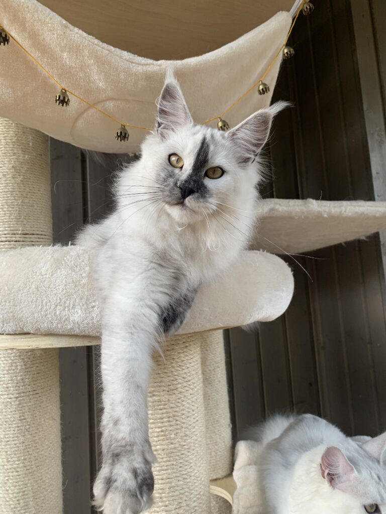 Maine Coon emane kass Gaelle - Maine Coon kasvataja Eestis