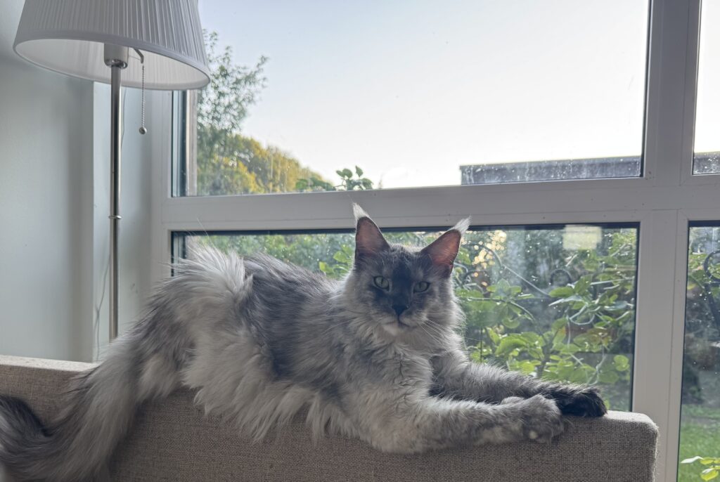 Maine Coon emane kass Hermione - Maine Coon kasvataja Eestis