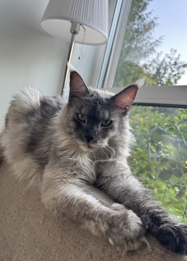Maine Coon emane kass Hermione - Maine Coon kasvataja Eestis