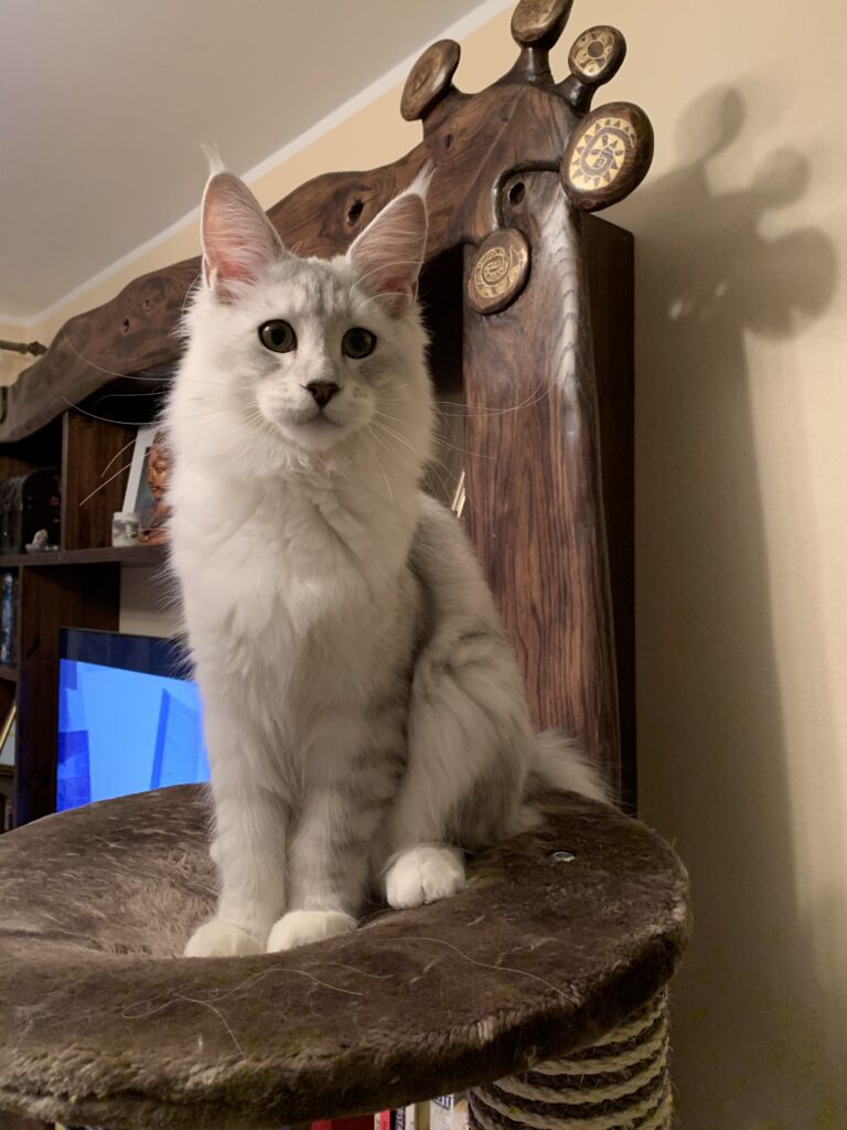 Maine Coon isane kass Ross - Maine Coon kasvataja Eestis