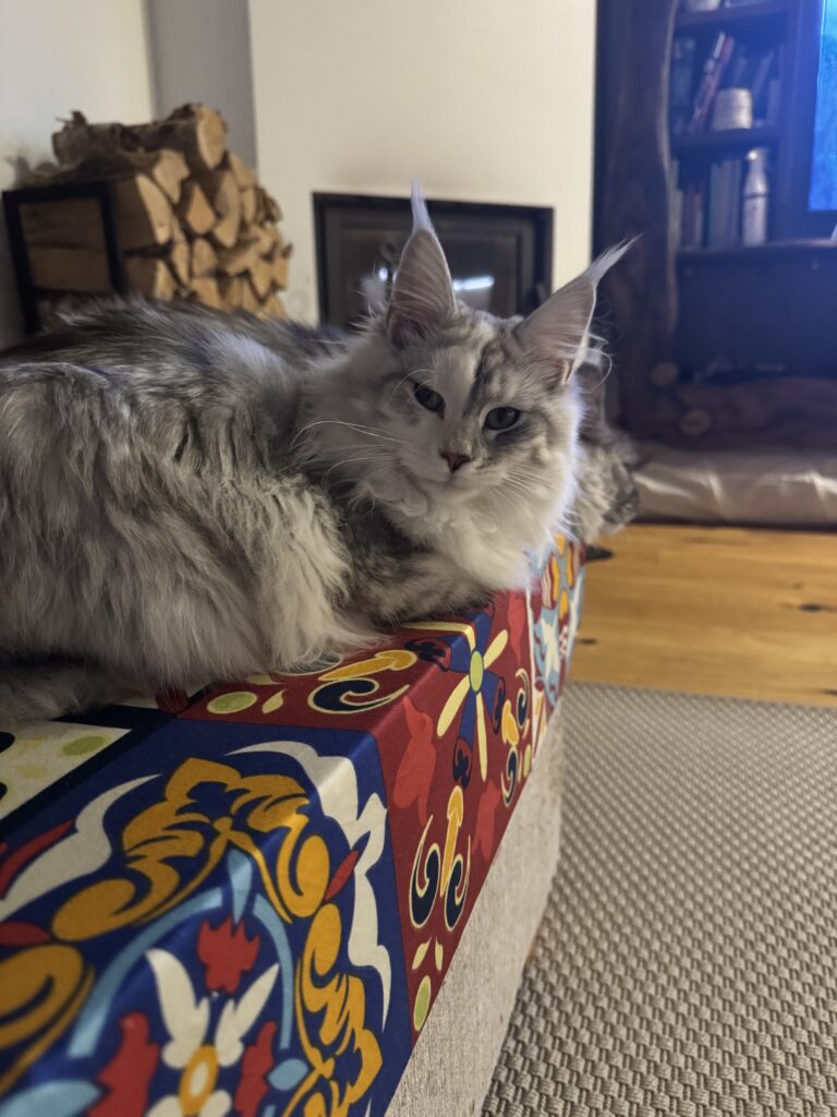 Maine Coon emane kass Pia - Maine Coon kasvataja Eestis