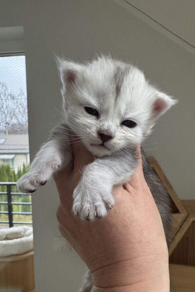 Maine Coon kassipoeg Uma - Maine Coon kasvataja Eestis