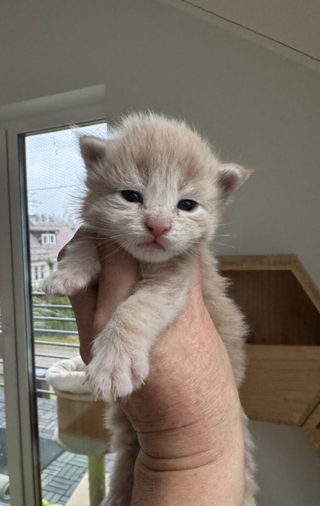 Maine Coon kassipoeg Ubbe - Maine Coon kasvataja Eestis