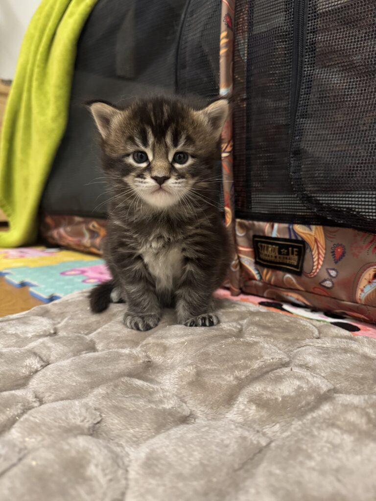 Maine Coon kassipoeg Ulrich - Maine Coon kasvataja Eestis