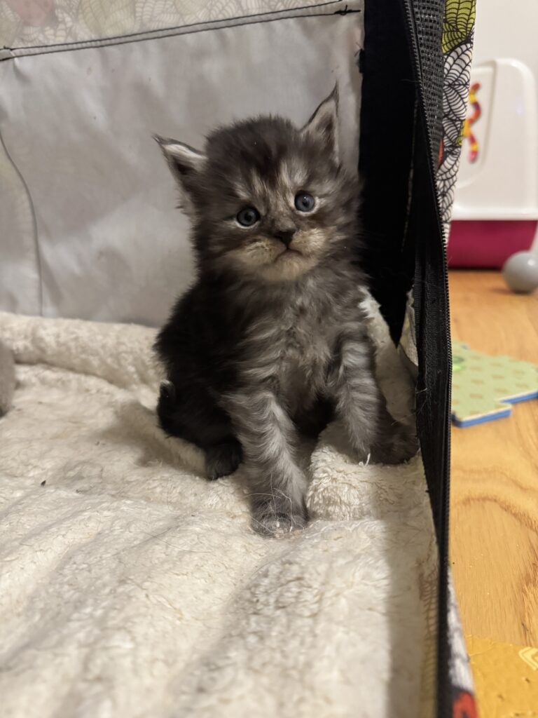 Maine Coon kassipoeg Theodro - Maine Coon kasvataja Eestis