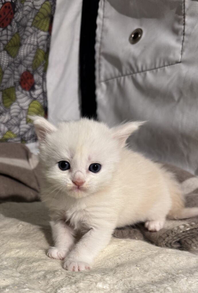 Maine Coon kassipoeg Uku - Maine Coon kasvataja Eestis