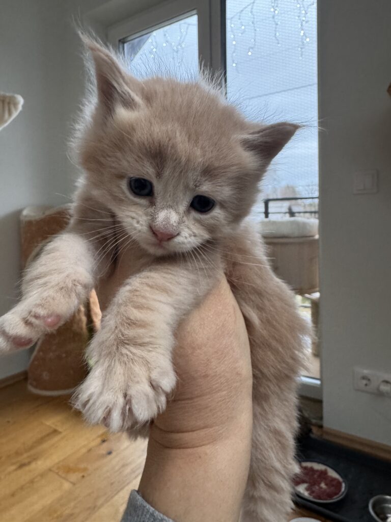 Maine Coon kassipoeg Ubbe - Maine Coon kasvataja Eestis