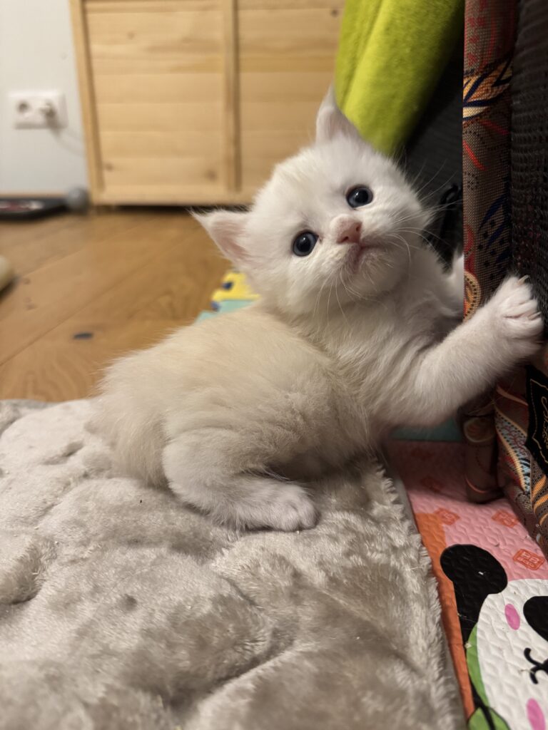 Maine Coon kassipoeg Uku - Maine Coon kasvataja Eestis