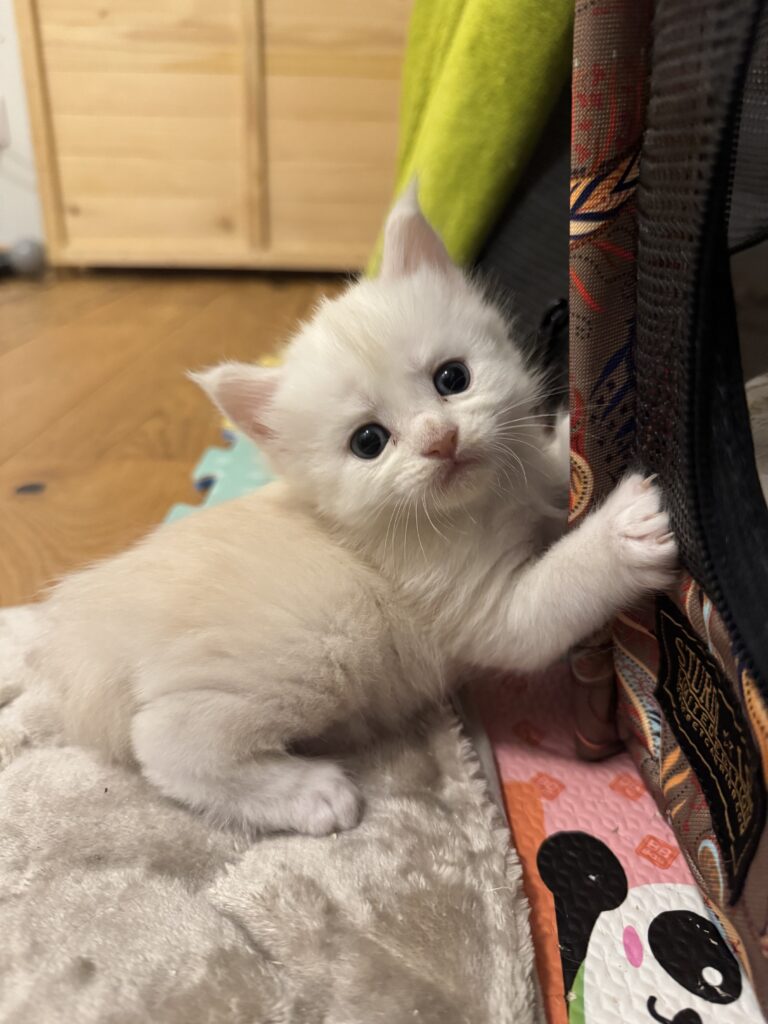 Maine Coon kassipoeg Uku - Maine Coon kasvataja Eestis