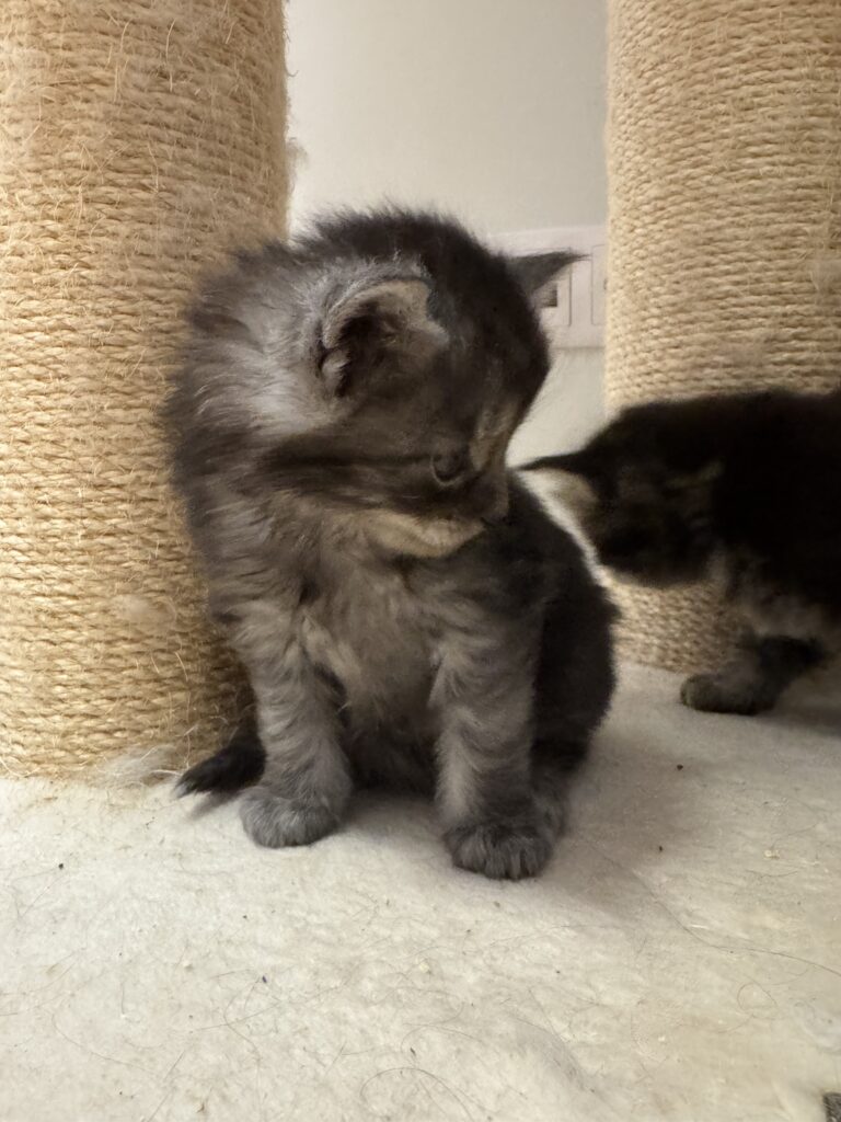 Maine Coon kassipoeg Theodro - Maine Coon kasvataja Eestis