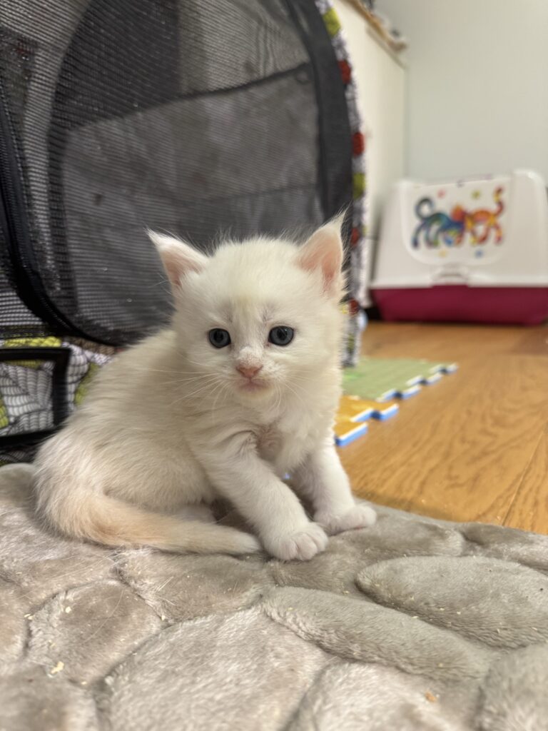 Maine Coon kassipoeg Uku - Maine Coon kasvataja Eestis