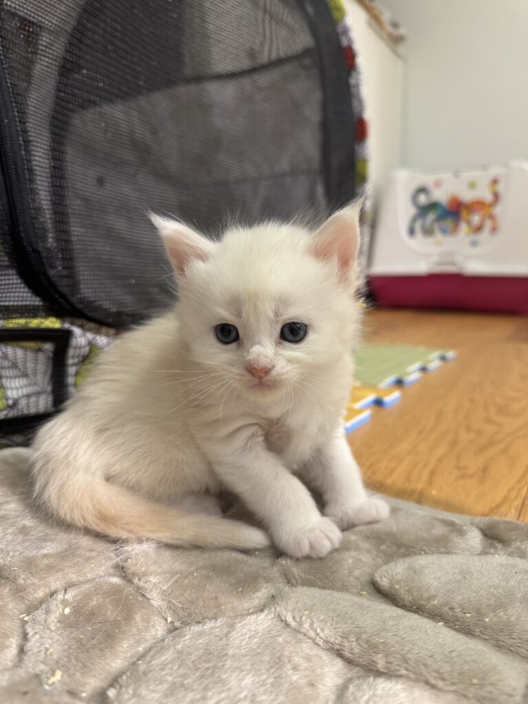 Maine Coon kassipoeg Uku - Maine Coon kasvataja Eestis