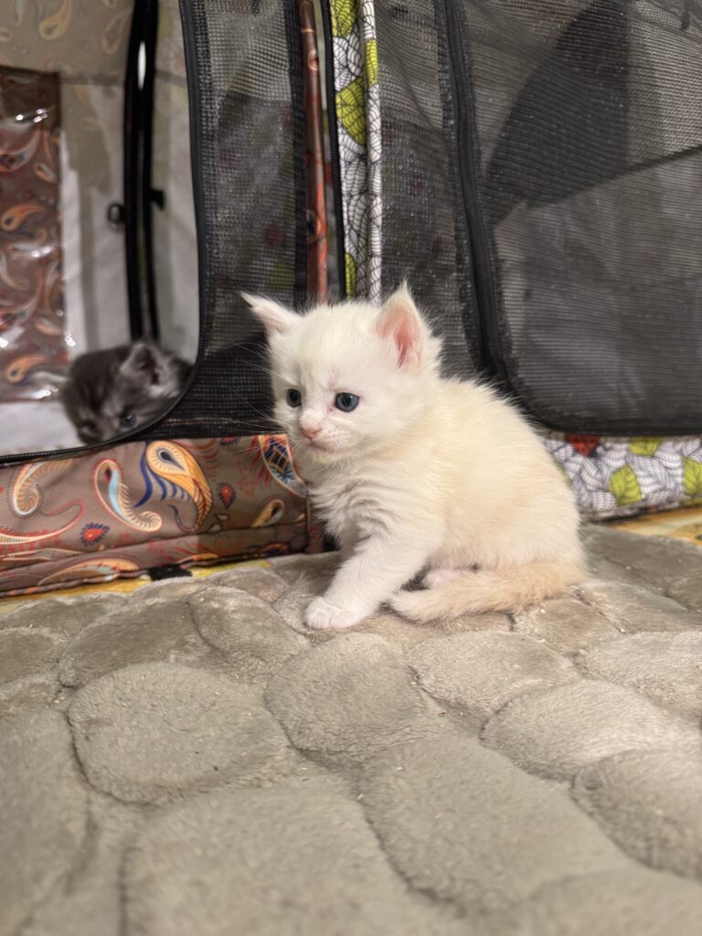 Maine Coon kassipoeg Uku - Maine Coon kasvataja Eestis