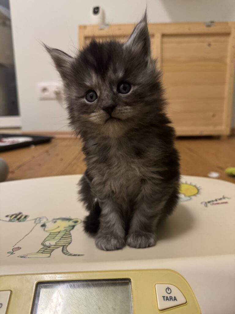 Maine Coon kassipoeg Theodro - Maine Coon kasvataja Eestis