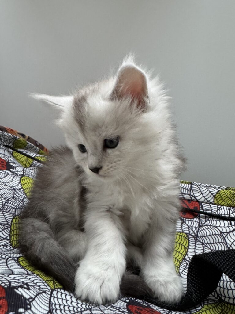 Maine Coon kassipoeg Uma - Maine Coon kasvataja Eestis