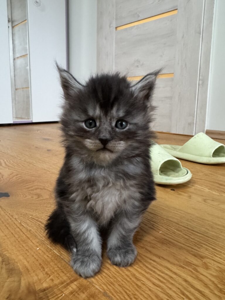 Maine Coon kassipoeg Theodor - Maine Coon kasvataja Eestis