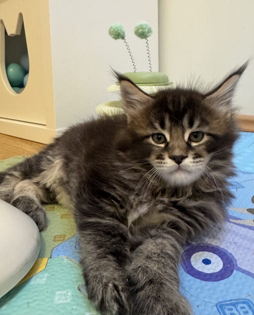 Maine Coon kassipoeg Ulrich - Maine Coon kasvataja Eestis