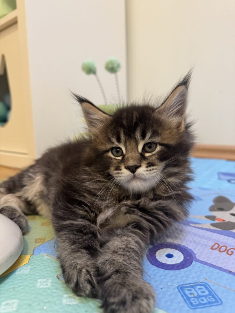 Maine Coon kassipoeg Ulrich - Maine Coon kasvataja Eestis