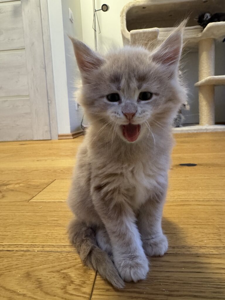 Maine Coon kassipoeg Ubbe - Maine Coon kasvataja Eestis